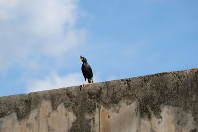 Low angle view of bird perching on retaining wall against blue sky