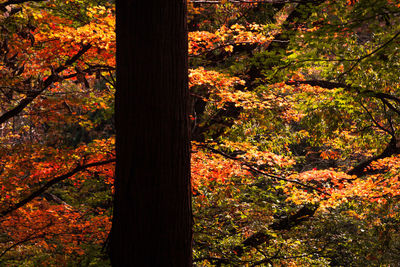 Sun shining through trees