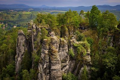 High angle view of trees in forest