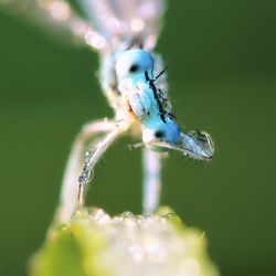 Close-up of insect on leaf