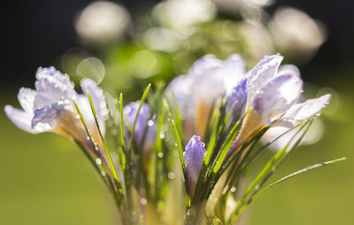 Close-up of wet flowers growing on field
