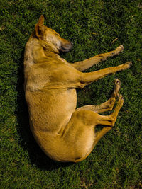 High angle view of dog resting on field