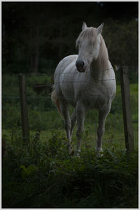 A horse in a field in the kirriemuir countryside.