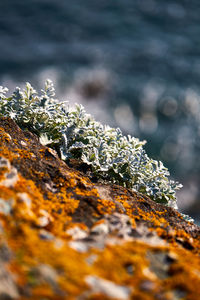 Close-up of lichen on tree trunk