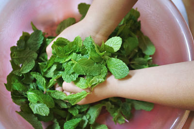 Close-up of woman holding mint leaves in bowl