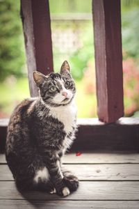 Portrait of cat sitting on wood