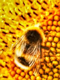 Close-up of bee on yellow flower