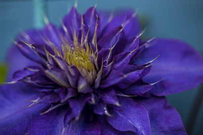 Close-up of purple flowering plant