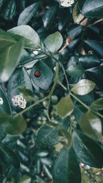 Close-up of ladybug on plant