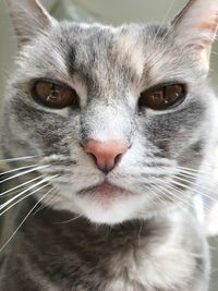 Close-up portrait of cat