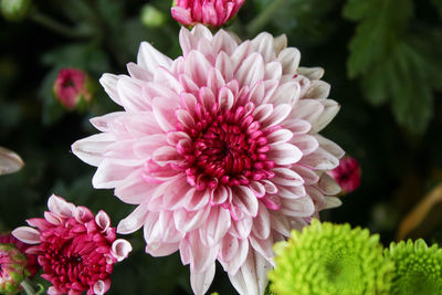 Close-up of pink dahlia flower in park