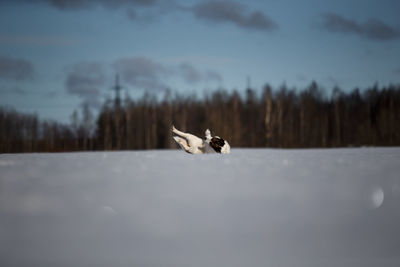 Dog lying on snow covered land