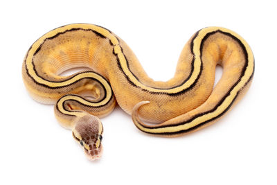 High angle view of snake against white background