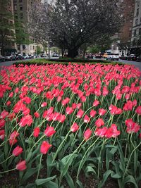 Red tulips blooming on field in park