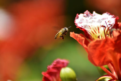 Close-up of bee pollinating on flower