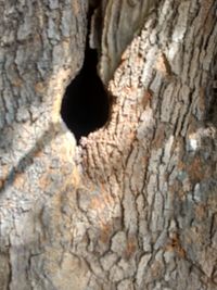 Full frame shot of tree trunk