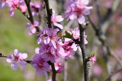 Close-up of pink cherry blossoms in spring