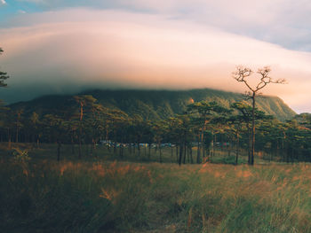 Scenic view of field against sky