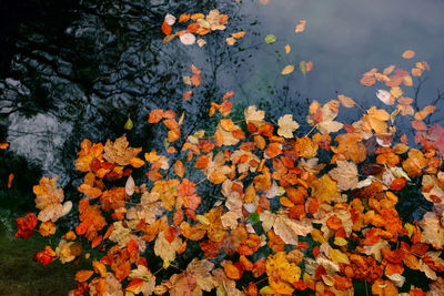 High angle view of maple leaves floating on lake