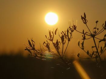 Close-up of silhouette plants against sky during sunrise 