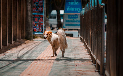 Dog walking on footpath