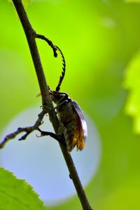 Close-up of bird perching on a plant