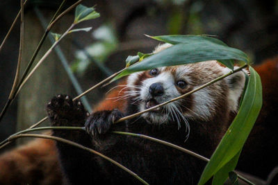 Close-up of an animal