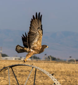 Red tailed hawk spreading its wings to take off from a sprinkler wheel