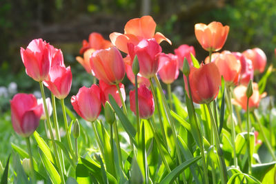 Close-up of tulips in field