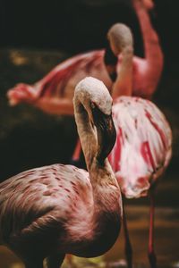 Close-up of bird