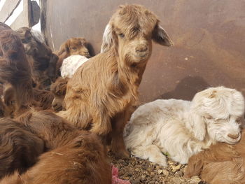 Close-up of sheep nomadic mongolia