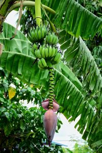 Close-up of banana tree