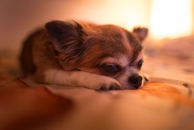 Close-up of dog resting on bed at home