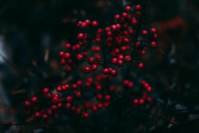 Close-up of red berries growing on tree