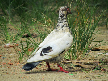 Close-up of bird on field