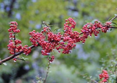 Close-up of red berries on tree