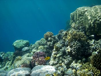 View of coral swimming in sea