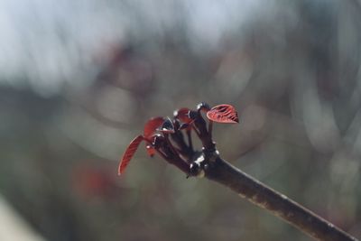 Close-up of red flowering plant