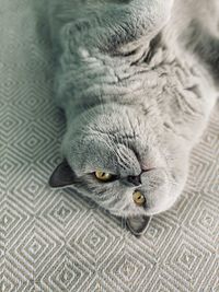 High angle view of cat lying on bed