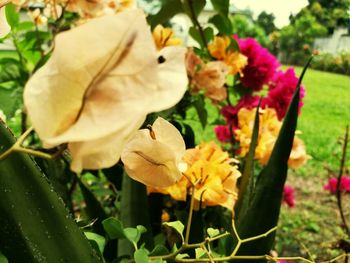 Close-up of flowers blooming outdoors