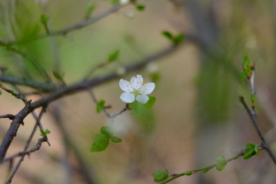 Close-up of white flowering plant