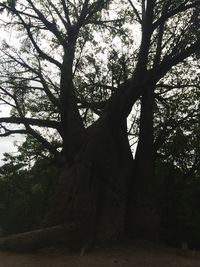 Close-up of tree trunk against sky