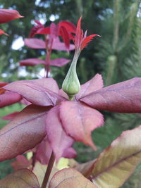 Close-up of pink flowers