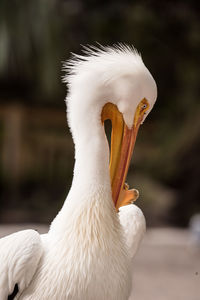 Close-up of white swan