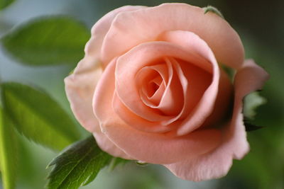 Close-up of rose