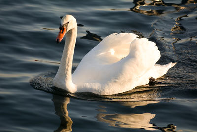 Swan swimming in lake