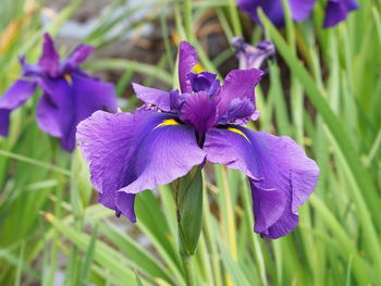 Close-up of purple iris