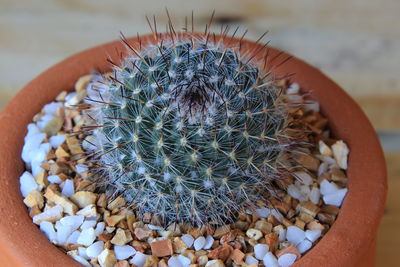 High angle view of succulent plant