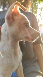 Close-up of dog looking away