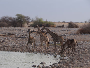 A  group of giraffes  in the steppe of the etosha national park on a sunny autumn day in namibia
